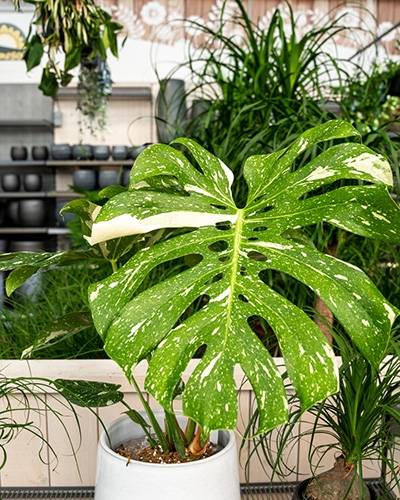 Gros plan sur une grande feuille de Monstera variegata panachée verte et blanche dans un pot.